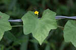 Creeping cucumber